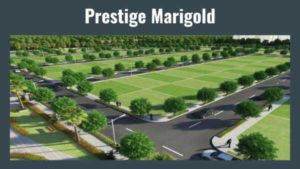 Prestige Marigold